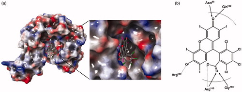 Figure 4. A predicted docking mode of Rose Bengal in the catalytic site of PaKdsB. (a) The docking pose of Rose Bengal was depicted on the electrostatic surface potential of PaKdsB (red, negative; blue, positive; white, uncharged). The enlarged view of the active site docked with Rose Bengal was depicted with dot lines. In addition, (b) a 2D schematic representation of the docked Rose Bengal with PaKdsB was drawn. Figures were created with Maestro v11.5.011. The dot line represents the ion interaction by Arg160 and Arg185 and the arrow represents the hydrogen bond interaction with Asn95, Gln100, and Gly188.