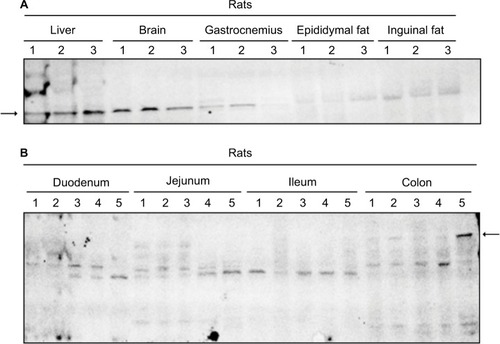 Figure 1 MetAP2 tissue expression pattern in mice.