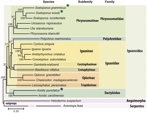 Figure 1. Phylogenomics tree inferred using maximum likelihood based on the General Time Reversible model in MEGA7. Genes from complete mitochondrial genomes from all available species from the Iguanoidea superfamily were downloaded, aligned, and concatenated into a dataset composed of 11,505 nucleotide positions. Bootstrap values (1000 replicates) are shown at the corresponding nodes. Colored boxes indicate clades described, green asterisks represent new mitochondrial genomes described here using public data while blue asterisk represent the new mitochondrial genome described here using our own data. The accession numbers of the mitogenomes used in the tree are BK010486.1, BK010487.1, NC_005960.1, NC_026308.1, NC_027261.1, NC_036492.1, NC_012839.1, NC_027089.1, NC_002793.1, NC_028031.1, NC_028030.1, NC_012831.1, NC_012829.1, NC_012827.1, NC_012836.1, NC_012834.1, MK091854.1, NC_010972.2, NC_008776.1, and NC_030781.1.