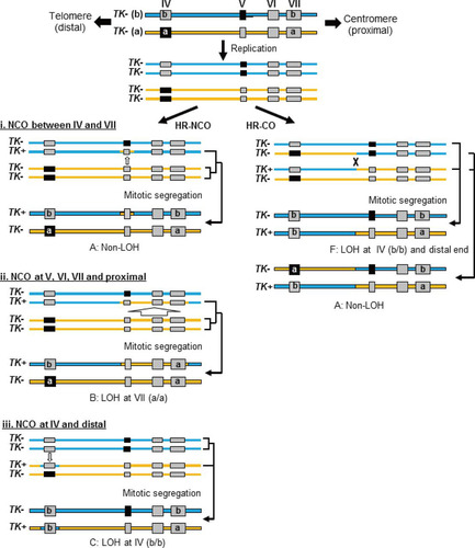 FIG 5 Recoverable thymidine kinase (TK) revertants created by homologous recombination (HR) from TSCER2 cells. (Left) HR without crossover (noncrossover [NCO]) can produce revertants with or without a loss of heterozygosity (LOH) at exons 4 and 7 (types A to C). When NCO is limited to exon 5, the revertants are non-LOH revertants (type A). When NCO occurs at exon 4 or 7, the revertants show LOH (types B and C). (Right) HR with CO and subsequent mitotic segregation can produce LOH (type F) or non-LOH (type A) revertants. Interallelic crossover (CO) between exons 4 and 5 and the cosegregation of recombinant and nonrecombinant chromatids into the same daughter cell produce homo-LOH from the CO point to the telomere (type F). CO between allelic chromatids and cosegregation of two recombinant chromatids into the same daughter cell generate a non-LOH event because the allelic chromosomes reciprocally exchange alleles at the CO point (type A) (right panel).