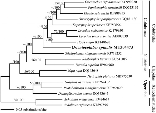 Figure 1. BI tree of Orientocoluber spinalis with 16 species from 3 families (Colubridae, Elapidae, and Viperidae) based on its complete mitogenome. Two species from family Xenodermatidae were used as the outgroup. Complete mitogenome sequences were downloaded from GenBank, with the accession number indicated after the scientific name of each species. On each branch, ML bootstrap value/Bayesian posterior probabilities are denoted.