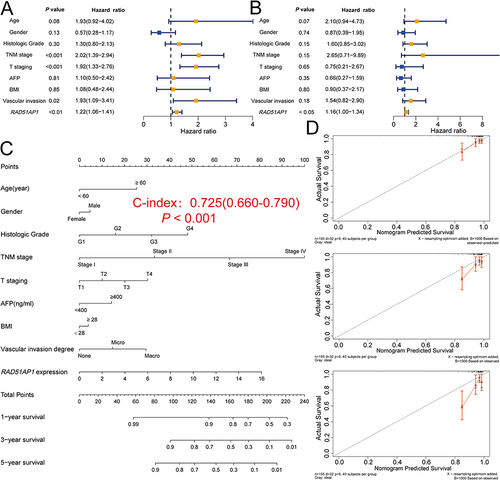 Figure 5 (A and B) Univariate and multivariate Cox regression analyses of RAD51AP1 and clinicopathologic factors were used to analyze the prognostic factors of HCC in the TCGA datasets. (C and D) A nomogram featuring RAD51AP1 expression and easily accessible and widely accepted clinicopathological parameters (gender, age, BMI, AFP, histologic grade, TNM stage, and vascular invasion) and its corresponding calibration curves for the OS rates at 1, 2, and 3 years.