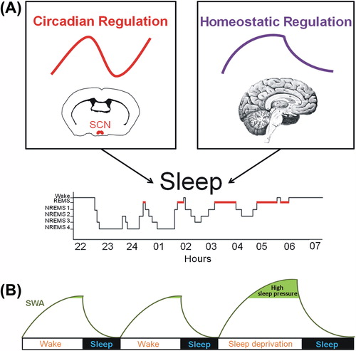 Figure 1. Physiological processes regulating the sleep-wake cycle and indicator of sleep propensity. (A) The sleep-wake cycle is influenced by two main regulatory processes. The circadian process is mainly orchestrated by the master pacemaker located in the suprachiasmatic nuclei (SCN) of the hypothalamus and drives a circadian (about 24 h) rhythm in sleep propensity. The homeostatic process is represented by the build-up of sleep need during wakefulness and its decay in the course of sleep. (B) It is commonly accepted that slow-wave activity (SWA; 0.75–4.5 Hz EEG activity) during non-rapid eye movement sleep (NREMS) is a key marker of the homeostatic process because it increases as a function of wakefulness duration and dissipates during sleep, reflecting the decay in homeostatic sleep need. During sleep deprivation, high sleep pressure leads to increased SWA that returns to baseline level during the recovery sleep. (EEG = electroencephalographic; REMS = rapid-eye-movement sleep).