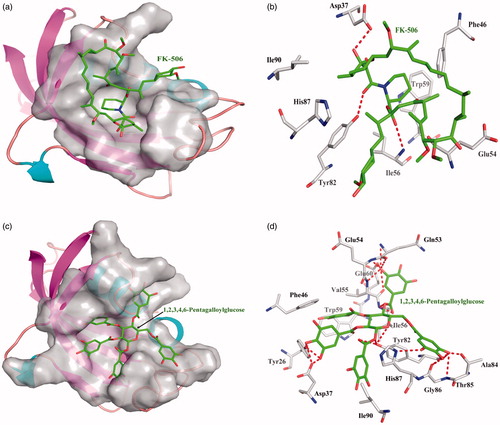Figure 5. The figures of FKBP12/ligand interactions: (a) The positive control binding mode of FK-506 to FKBP12 protein ribbon, protein was shown in ribbon and FK-506 in green sticks, the active pocket was shown in surface form. (b) FK-506 and FKBP12 bind schema detail maps, the amino acid residues were labelled in the form of white sticks and FK-506 in green sticks, the red dotted line illustrates the hydrogen bond interaction. (c) The binding mode of 1,2,3,4,6-Pentagalloylglucose to FKBP12 protein ribbon. (d) 1,2,3,4,6-Pentagalloylglucose and FKBP12 bind schema detail maps; the notation used here were same as positive control.