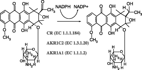Figure 1 Scheme of metabolic conversion of daunorubicin to its C13-hydroxymetabolite daunorubicinol. The cytosolic reductases involved in this process are CR (EC 1.1.1.184), AKR1C2 (EC 1.3.1.20), and AKR1A1 (EC 1.1.1.2).