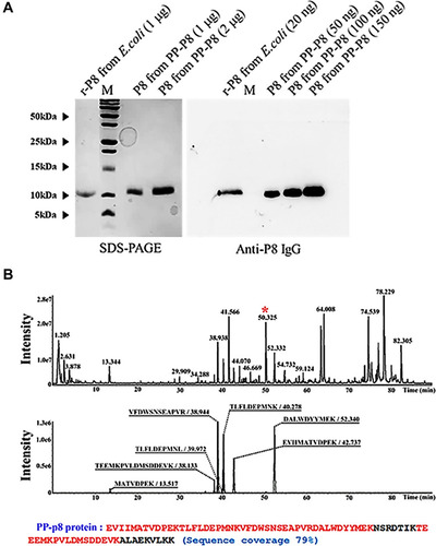 Figure 1 Isolation of PP-P8 protein from PP-P8 culture media. (A) Purification of PP-P8 protein by immuno-affinity chromatography (IAC) from PP-P8 culture media was performed based on Moser et al, 2010. Purified PP-P8 protein was visualized by SDS-PAGE and Western blotting. (B) Purified PP-P8 protein was identified by LC-MS/MS.