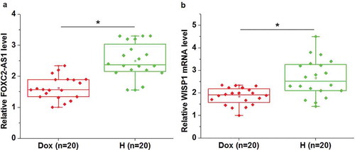 Figure 1. FOXC2-AS1 and WISP1 mRNA expression were downregulated in mice with Dox-induced cardiotoxicity than in healthy mice.Data here show the comparisons of FOXC2-AS1 (a) and WISP1 mRNA (b) expression between mice with Dox-induced cardiotoxicity and healthy mice.Notes:*, p < 0.05.