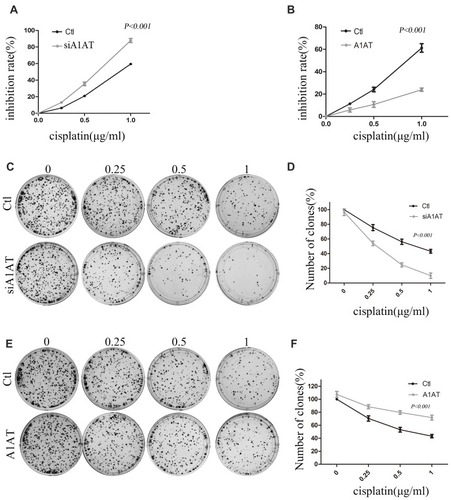 Figure 6 Effect of A1AT on cisplatin sensitivity in NSCLC. (A, B) Cisplatin-induced cell death was monitored by CCK-8 assays. A1AT-silenced and control (Ctl) cells treated with cisplatin. Si#03 indicates the siRNA used for the RNA interference (A). A1AT overexpressing and control cells treated with cisplatin (B). (C, D) Cisplatin-induced cell death was monitored in colony formation assays in A1AT-silenced and control A549 cells. Representative images (C) and quantitation (D) are shown. (E, F) Cisplatin-induced cell death was monitored in colony formation assays in A1AT-overexpressing and control A549 cells. Representative images (E) and quantitation (F) are shown.