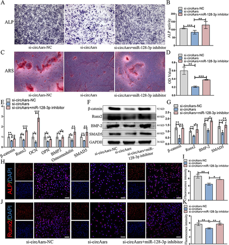 Figure 6 CircAars inhibition suppressed the ability of MGO nanocomposites induced osteogenic capacity through sponging miR-128-3p. (A and B) The ALP staining and quantitative analysis of BMSCs transfected with si-circAars-NC, si-circAars and co-treated with si-circAars and miR-128-3p inhibitor under MGO condition. Scale bar = 200 µm. (C and D) ARS staining and semi-quantitative analysis evaluated the effect of osteogenic capacity in BMSCs. Scale bar = 200 µm. (E) The osteogenic-related mRNA expression level was examined in BMSCs by qPCR. (F and G) The osteogenic-related proteins expression was determined by western-blot. (H and I) Immunofluorescence staining demonstrating the cellular levels of ALP and (J and K) Runx2. Scale bar = 100 μm. The results are presented as mean ± SD (*P<0.05, **P<0.01, ***P<0.001).