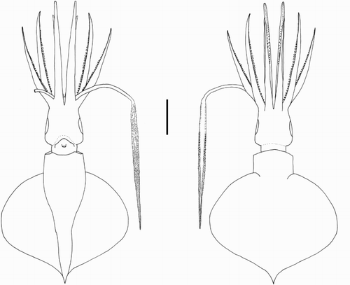Figure 20 Idioteuthis cordiformis, NMNZ M.171893, ♀, ML 299 mm. Scale bar = 100 mm.