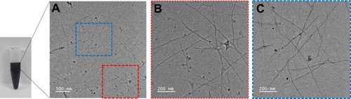 Figure 1 Characterization of PEG-SWNTs. PEG-SWNTs were dissolved in distilled water at a 1 mg/mL concentration and dispersed by ultrasonication for 24 hours. (A) Transmission electron microscope (TEM) images of dispersed PEG-SWNTs. (B and C) are magnified versions of the colored box in (A).