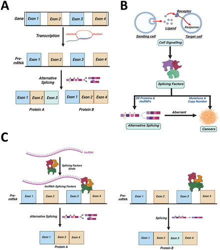 Figure 1. The connection between alternative splicing, splicing factors and long noncoding RNAs. (A) Schematic representation of the process of alternative splicing: pre-mRNA produced from DNA after transcription can produce different mature mRNAs, resulting in two different proteins due to different combinations of exons in a process called alternative splicing. (B) Association of cell signalling, splicing factors, alternative splicing and cancers with each other: cell signalling is the ability of a cell to receive, process and transmit signals to its environment. Cell signalling regulates splicing factor activity. Splicing factors (SR proteins and HnRNPs) regulate alternative splicing. Aberrant alternative splicing has been associated with cancer. Mutations or copy number variations in the splicing factors result in cancer. (C) Interaction of Long noncoding RNAs (lncRNAs) with splicing factors (SFs) to modulate alternative splicing: lncRNAs interact with splicing factors, which are crucial for alternative splicing. The interaction of lncRNAs with SFs would modulate their activity or expression levels, thereby altering splicing. SFs-only interactions result in one type of splicing, while interactions of lncRNA with SFs result in another type of splicing.