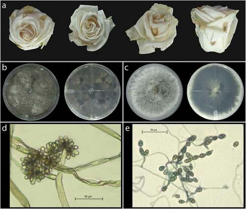 Fig. 1 Brown lesions on rosebuds and morphological features of Botrytis sp. and Alternaria sp. found in infected rosebuds. (a) Blight-like lesions in rosebuds selected for fungal isolation. (b) Fungal colony after eight days of growth on PDA, reverse and front view of the Petri dish corresponding to type I isolates (Botrytis sp.). (c) Fungal colony after eight days of growth on PDA, reverse and front view of the Petri dish corresponding to type II isolates (Alternaria sp.) (d) Microscopic examination of mycelium and conidia at 400x magnification corresponding to Botrytis sp. isolates. (e) Microscopic examination of mycelium and conidia at 400x magnification corresponding to Alternaria sp. isolates.