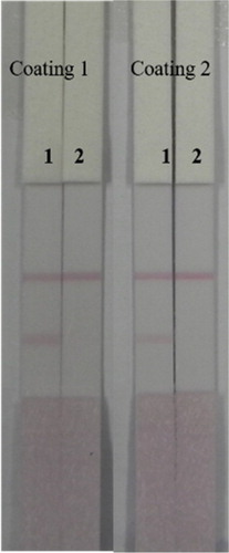 Figure 6. The optimization of ACO lateral-flow ICA strip (Coating 1: ACO-EDC-BSA, Coating 2: ACO-EDC-OVA). Strip 1: ACO negative sample (0 ng/mL); Strip 2: ACO positive sample (50 ng/mL).