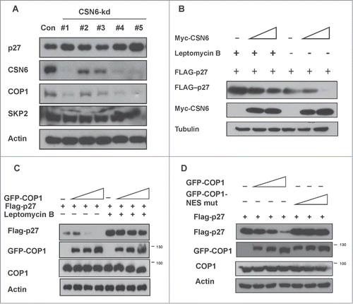 Figure 3. COP1-mediated nuclear export of p27 is involved in CSN6-mediated p27 ubiquitination (A) COP1 is downregulated following the CSN6 knockdown. 293T cells were co-transfected with the indicated expression vectors. Lysates were immunoblotted with the indicated antibodies. (B) CSN6-mediated p27 downregulation is diminished by the leptomycin B. 293T cells were co-transfected with increasing myc-CSN6 expression vectors. Cells were treated with or without leptomycin B (20 ng/ml) for 6 hours before lysates were collected. Lysates were immunoblotted with the indicated antibodies. (C) Leptomycin B rescued COP1-mediated p27 downregulation. 293T cells were co-transfected with the indicated expression vectors. Cells were treated with or without leptomycin B (20 ng/ml) for 6 hours before lysates were collected. Lysates were immunoblotted with the indicated antibodies. (D) Mutation in the COP1 nuclear export signal (NES) sequence impaired the ability of COP1 to downregulate p27 expression. 293T cells were co-transfected with the indicated expression vectors. Lysates were immunoblotted with the indicated antibodies.