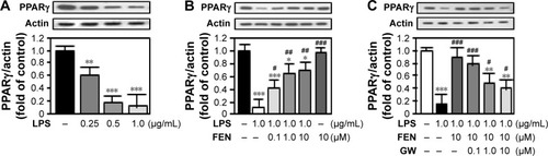 Figure 1 Fenretinide increased the expression of PPARγ in RAW264.3 macrophages.