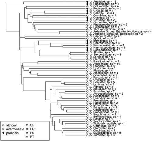 Figure 1. Phylogenetic hypothesis of relationships amongst studied birds (Hackett et al. Citation2008) showing modes of development and flight styles: sp = number of the studied species; CF = continuous flapping; FG = flapping and gliding; FS = flapping and soaring; PT = passerine type flight styles.