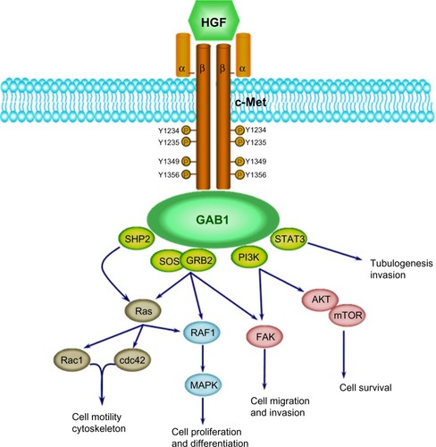 Figure 1 HGF/c-Met signaling cascades.