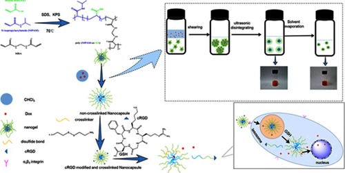 Scheme 1 Synthesis of PNA nanogels and fabrication of cRGD-modified reduction-sensitive nanocapsule via Pickering emulsion route for enhanced tumor targeted delivery.