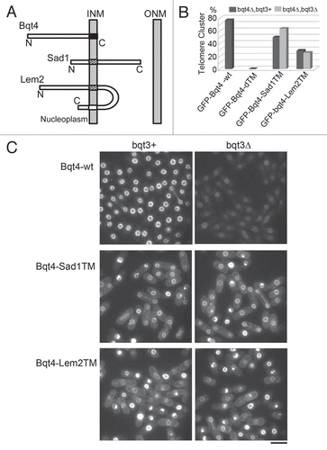 Figure 2 Localization of Bqt4 variants bearing chimeric TM regions. (A) Replacement of the TM sequence of Bqt4 by other TM sequences. The TM of Bqt4 (indicated by the filled box) was replaced by other TM sequences of Sad1 or Lem2 (SPAC18G6.10). Sad1 and Lem2 are INM proteins of S. pombe. Membrane geometry of these proteins is shown in this diagram. The TM of Sad1 and the first TM of Lem2 (indicated by the hatched box) were used to construct the chimeric Bqt4 variants. These TM sequences orient their N-terminus to the nucleoplasm as the TM of Bqt4 does. To construct the chimeric Bqt4 proteins, we replaced the TM of Bqt4 (the C-terminal 19 amino acid residues) with the following sequences: LL WFG IT L FST LLI IT L L (TM of Sad1; 171–188 aa) in Bqt4-Sad1TM, SSY LVH IFM ILL GVV AAI FLA LL (the first TM of Lem2; 316–338 aa) in Bqt4-Lem2TM. (B) Telomere clustering in bqt4Δ cells expressing the GFP-fused Bqt4 variant proteins. Percentages of the nuclei bearing a single cluster of telomeres are shown for each of the variants as indicated. Numbers of cells examined: 124 (GFP-Bqt4-wt), 56 (GFP-Bqt4-dTM), 64 and 85 (GFP-Bqt4-Sad1TM in bqt3+ and bqt3Δ, respectively), 49 and 101 (GFP-Bqt4-Lem2TM in bqt3+ and bqt3Δ respectively). (C) Localization of Bqt4 and its variants bearing chimeric TM fused with GFP in vegetatively growing cells. The bar indicates 10 µm. To express GFP-fused Bqt4 variants, the bqt4 promoter region (1,000 base pair region upstream the coding sequence plus the initial ATG), the sequence encoding GFP-S65T and the coding sequence of the bqt4+ gene, or its variant constructs, followed by the nmt1 terminator sequence were ligated in-frame into an integration vector pYC36;Citation21 the resulting plasmid was integrated into the chromosome at the lys1 gene locus in bqt4Δ cells.