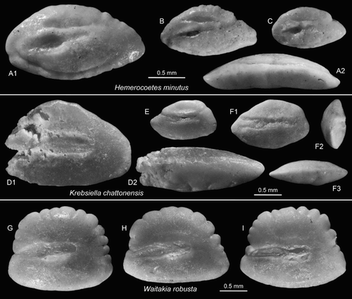 Figure 9. Perciform otoliths: Hemerocoetidae. A–C, Hemerocoetes minutus Schwarzhans Citation1980, A = OU22817 (reversed), Cosy Dell, F45/f0396, Duntroonian (A2 = ventral view); B,C = OU22818, Chatton, F45/f9668, Duntroonian. D–F, Krebsiella chattonensis n.sp., Chatton, F45/f9668, Duntroonian, F = holotype, NMNZ S.46921 (F2 = anterior view, F3 = ventral view); D,E = paratypes (reversed), NMNZ S.46922-23 (D2 = ventral view). G–I, Waitakia robusta Schwarzhans Citation1980, G = OU22819 (reversed), Cosy Dell, F45/f0396, Duntroonian; H,I = NMNZ S.46924 (H reversed), Chatton, F45/f9668, Duntroonian.