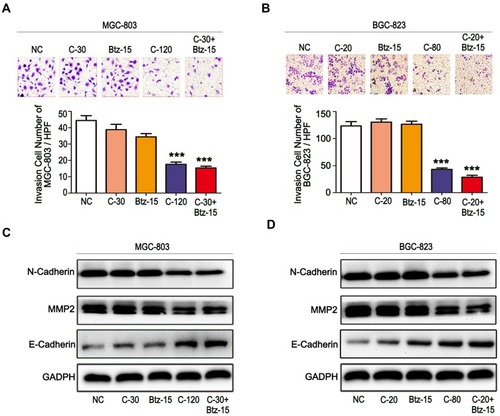 Figure 5 The combination of chidamide and bortezomib synergistically inhibited the invasive abilities of MGC-803 and BGC-823 cells. The MGC-803 and BGC-823 cell lines were treated with chidamide (30 µM for MGC-803 or 20 µM for BGC-823), bortezomib (15 nM), chidamide (120 µM for MGC-803 or 80 µM for BGC-823), or chidamide (30 µM for MGC-803 or 20 µM for BGC-823) in combination with bortezomib (15 nM) for 48 hours. (A and B) Representative images of the cell invasion assay results at 24 hours after the different treatments (magnification ×100). Invasive cells were quantified on the basis of the average of four randomly chosen high-power fields from the independent experiments performed in duplicate (One-way ANOVA with Bonferroni’s posthoc test was applied to compare the indicated groups. ***P<0.001, compared with the negative control, chidamide-, or bortezomib-alone groups). (C and D) Representative images of the expression of the invasion-related proteins N-cadherin, MMP2, and VEGF.