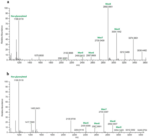 Figure 4. Liquid chromatography mass spectrometry (LC/MS) analysis illustrating the N-glycosylation profiles of the heavy chain peptide EEQYNSTYR (mass: 1189.51 Da) from plant-produced anti-RSV monoclonal antibodies. The peaks specifically assigned to mannose N-glycans (Man5-Man9) are illustrated, providing insights into the glycan composition associated with the analysed glycopeptide. Figure 4a corresponds to the 5C4 antibody, while Figure 4b represents the CR9501 antibody.