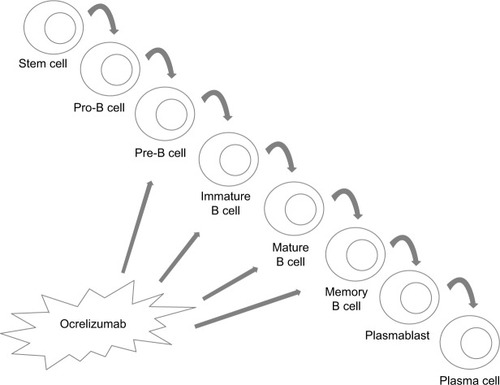 Figure 2 B-cell lines that are targeted and spared by the action of ocrelizumab.