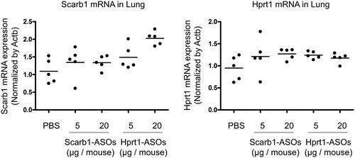 Figure 4. The KD effect of Scarb1-ASOs and Hprt1-ASOs in the murine whole lung in vivo. Scarb1-ASOs or Hprt1-ASOs were intratracheally administered to C57BL/6 mice. One day after the administration, the lung was collected, and the expression of Scarb1 mRNA (A) and Hprt1 mRNA (B) was measured. The dots indicate each measurement in mice (n = 5). Horizontal bars indicate the mean values.