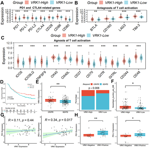 Figure 5 Relationship between VRK1 expression and immunotherapy sensitivity. The expression of (A) PD1 and CTLA4-related genes, and other antagonists (B) or agonists of T cell activation-related genes (C) were upregulated in VRK1 high-expressing samples. (D–E) After receiving anti-PD1/PD-L1 therapy, patients with high VRK1 expression had a better prognosis and were more likely to respond favorably to anti-PD1/PD-L1 therapy. (F) Neoantigen burden was also higher in samples with high VRK1 expression. (G) There was a strong positive correlation between VRK1 and PD-L1. (H) PD1 and PD-L1 expression was higher in VRK1-positive samples compared to VRK1-negative samples. *p < 0.05; **p <0.01; ***p < 0.001.