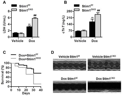 Figure 2 Cardiomyocyte Stim1 deficiency enhances Dox-induced myocardial injury. (A and B) Cardiomyocyte-specific Stim1 knockout mice (Stim1CKO) and their control littermates (Stim1f/f) were treated with Dox (15 mg/kg body weight) for 14 days. LDH (A) and cTnT (B) release in serum were measured by a commercial kit. n=12/group. **P<0.01 vs vehicle+Stim1f/f; ##P<0.01 vs Dox+Stim1f/f. (C) Survival curves were recorded until day 40 after the start of Dox treatment. n=20/group. (D) Echocardiography was performed as described in the Methods section. Representative M-mode echocardiography from the four groups of mice with different treatments. n=12/group.