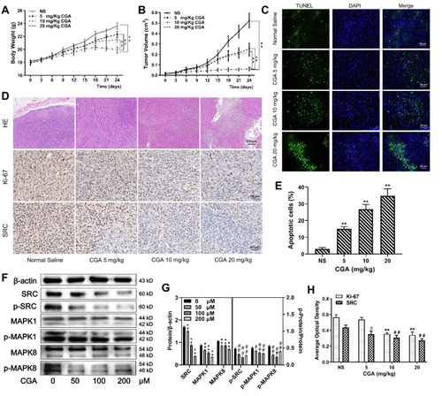 Figure 8 CGA suppressed the malignant growth of U373 cells in vivo. (A and B) The mean weight of mice and the mean volume of tumors in the CGA groups were lower significantly than those in the normal saline group, ##P<0.01, **P<0.01, compared with NS group. (C and E) TUNEL staining assay. With the increase of CGA’s concentrations, the apoptotic cells (green fluorescence) in tumor tissues increased significantly, **P<0.01, compared with NS group. (D and H) Hematoxylin-eosin (H&E) staining and Immunohistochemistry staining. Tumor cells became obvious atypia nuclei, poor differentiation, and apoptosis after treated with CGA. The expressions of Ki-67 and SRC decreased with the increase of CGA’s concentrations, **P<0.01, #P<0.05, ##P<0.01, compared with NS group. (F and G) CGA inhibited the protein levels of SRC/MAPKs signaling in vivo. **P<0.01, #P<0.05, ##P<0.01, both compared with NS group. Data were expressed as mean ± SD (n=3).