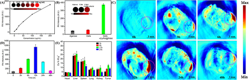 Figure 5 The Biodistribution of CuPW@PANI Nanorods (A) The PA intensity and imaging of CuPW@PANI Nanorods with different concentration. (B) The PA intensity and imaging of 4T1 cells incubated with or without CuPW@PANI Nanorods. (C) The PA imaging of 4T1-bearing mice after injection of CuPW@PANI Nanorods (The tumor area was marked with pink circle). (D) The quantity analysis of PA intensity in tumor after injection of CuPW@PANI Nanorods. (E) The Cu concentration in different organic tissues after injection of CuPW@PANI Nanorods.