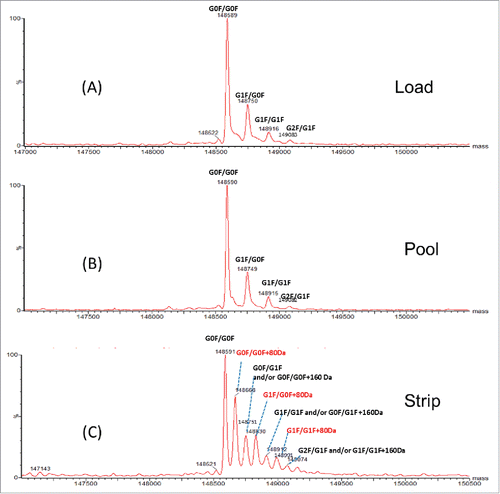 Figure 2. Intact mass spectra of (A) AEX load, (B) pool and (C) strip samples.
