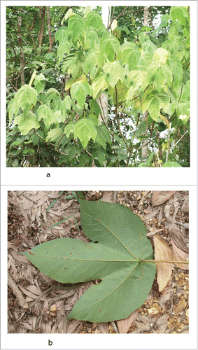 Figure 1 (a) Adult M. bancana.(b) Close up of a normal adult Macaranga Bancana. It is easily identified based on its trilobe shape.