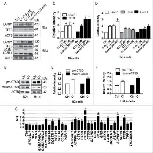 Figure 8. Curcumin analog C1 promotes lysosomal biogenesis. (A to F) N2a and HeLa cells were treated with C1 (0.5, 1 μM) or sucrose (100 mM) for 12 h. The protein levels of the autophagy marker (LC3B-II), TFEB and lysosome markers (LAMP1, CTSD) were determined by western blotting. (A, B) Representative blots. (C to F) Relative intensities are normalized to that of ACTB/β-actin. Data are presented as the mean ± SD from 3 independent experiments. *, P< 0.05 vs. the control (0.1% DMSO). (G) HeLa cells were treated with C1 (1 μM) for 12 h. mRNA transcript abundance was assessed by real-time PCR using specific primers for the indicated genes. Relative quantification (RQ) is presented as means ± SD of 3 independent experiments. *, P < 0.05 vs. the control (0.1% DMSO).