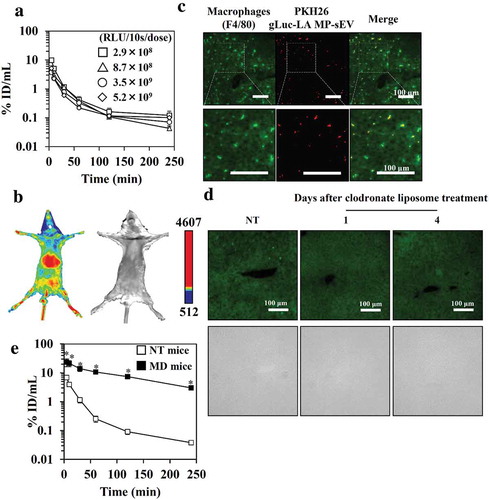 Figure 4. Clearance of gLuc-LAMP-sEVs from circulation in NT and MD mice. (a) The dose effect on the time-course of serum concentrations of gLuc activity after the intravenous administration of gLuc-LAMP-sEVs into NT mice. The dose was expressed as gLuc activity per dose (RLU/10s/dose). Protein dose for 2.9 × 108, 5.2 × 109, 8.7 × 108 and 3.5 × 109 RLU/10s/dose are 3, 7.8, 8.5 and 25 μg/dose, respectively. Results are expressed as the mean of the percentage of the administered dose/mL (% ID/mL) ± SD (n = 3). (b) NT mice were treated with gLuc-LAMP-sEVs. The MP-sEVs were imaged 5 min after intravenous administration of MP-sEVs through a bolus intravenous administration of coelenterazine (a gLuc substrate). The chemiluminescence was detected. Left; chemiluminescence image. Right; bright field image. (c) Cellular uptake of gLuc-LAMP-sEVs in the liver. The MP-sEVs were labelled with PKH26, followed by intravenous administration into mice. Four hours after the injection, the liver was collected and cut into cryostat section. The section was stained with F4/80-specific antibody and observed by fluorescence microscopy. (d) Immunofluorescence staining of liver macrophages after clodronate-encapsulated liposome treatment. Upper images: the green channel corresponds to F4/80-specific antibody-derived signals. Lower images: bright field. (e) Time-course of serum concentrations of gLuc activity after the intravenous administration of gLuc-LAMP-sEVs (9.1 × 108 RLU/10s/dose; approximately 1 μg MP-sEV protein/dose) into NT mice (open symbols) or MD mice (closed symbols). Results are expressed as the mean of the percentage of the administered dose/mL (% ID/mL) ± SD (n = 3). *p < 0.05 versus NT mice.