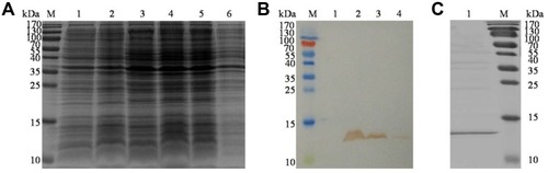 Figure 4 Expression and purification of VHHGPC3 antibody. (A) Expression of pET28a-VHHGPC3 fusion protein analyzed by SDS-PAGE. M: protein marker (10–170 kDa); Lane 1: Transformed bacterium carrying pET28a empty vector without induction, Lane 2: Transformed bacterium carrying pET28a empty vector induced with IPTG; Lane 3: pET28a-VHHGPC3 recombinant plasmid without induction; Lane4: pET28a-VHHGPC3 recombinant plasmid induced with 0.5mmol/L IPTG; Lanes5–6: pET28a-VHHGPC3 recombinant plasmid expressed in the supernatant and precipitation, respectively. (B) Expression of pET28a-VHHGPC3 fusion protein analyzed by Western blot. Lane1: pET28a-VHHGPC3 recombinant plasmid without induction; Lane 2:pET28a-VHHGPC3 recombinant plasmid induced with 0.5mmol/L IPTG; Lanes 3–4: pET28a-VHHGPC3 recombinant plasmid expressed in the supernatant and precipitation, respectively. (C) Purification of VHHGPC3 antibody. Lane 1: Purified his-VHHGPC3 fusion protein in the supernatant.