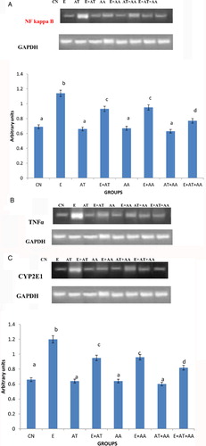 Figure 1. mRNA expression of transcription factors. (A) Expression of NF kappa B. (B) Intensity of TNFalpha using gel doc. Expression of TNF-alpha was analyzed in the cytoplasmic fraction of liver by agarose gel electrophoresis and the intensities of the bands were compared with that of the intensities of GAPDH bands expressed in the samples. Intensities of the bands were quantified using Bio-Rad gel doc and plotted. The results presented are average of quadruplicate experiments ± SEM statistically significant at P < 0.05. (C) Intensity of CYP2E1 using gel doc. Expression of CYP2E1 was analyzed in the cytoplasmic fraction of liver by agarose gel electrophoresis and the intensities of the bands were compared with that of the intensities of GAPDH bands expressed in the samples. Intensities of the bands were quantified using Bio-Rad gel doc and plotted. The results presented are average of quadruplicate experiments ± SEM statistically significant at P < 0.05. (D) Intensity of TGF beta1 using gel doc. Expression of TGF beta1 was analyzed in the cytoplasmic fraction of liver by agarose gel electrophoresis and the intensities of the bands were compared with that of the intensities of GAPDH bands expressed in the samples. Intensities of the bands were quantified using Bio-Rad gel doc and plotted. The results presented are average of quadruplicate experiments ± SEM statistically significant at P < 0.05. (E) Intensity of collagen type I using gel doc. Expression of collagen was analyzed in the cytoplasmic fraction of liver by agarose gel electrophoresis and the intensities of the bands were compared with that of the intensities of GAPDH bands expressed in the samples. Intensities of the bands were quantified using Bio-Rad gel doc and plotted. The results presented are average of quadruplicate experiments ± SEM statistically significant at P < 0.05.