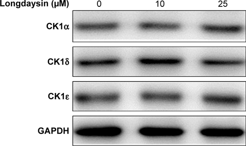 Figure S1 The basal expression of CK1α, CK1δ, and CK1ε in HEK293T cells detected by immunoblotting.