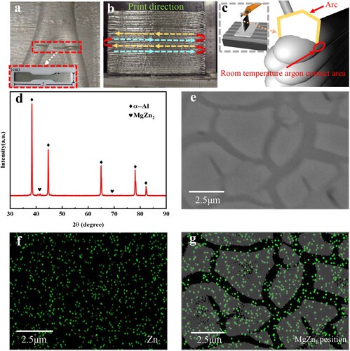 Figure 5. (a) Printing layer 150 cutting area and stretching sample; (b) the printing direction is approximated to the printing layers 150 and 200; (c) local diagram of the printing position; (d) XRD patterns of the 7075 aluminum alloy; (e) SEM image of the 7075 aluminum alloy showing distribution of equiaxial crystal; (f) EDS compositional maps of Zn in the selected region; (g) EDS compositional maps of MgZn2 in the selected region.