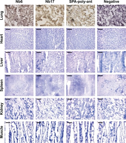 Figure 4 Immunohistochemistry in vitro.Notes: Immunohistochemistry with frozen sections of rat lungs and other organs showed that both Nb6 and Nb17 bound to the rat lung (brown coloration), but did not bind to the heart, liver, spleen, kidney, or muscle. The positive-control group also stained well (magnification ×200, scale bar 50 μm).Abbreviation: SPA-poly-ant, surfactant protein A polyclonal antibody.