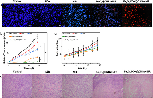 Figure 9 Hoechst 33342/PI fluorescence staining of 4T1 cells after different treatments with NS as control, DOX, NIR, Fe3O4@CNSs + NIR, and Fe3O4/DOX@CNSs + NIR, respectively (a), scale bar = 100 µm. The relative tumor volume (b) and body weights curves (c) of mice after different treatments (*p<0.05). H&E-stained images of tumors from different groups (d), scale bar = 100 µm.