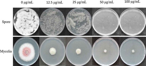 Fig. 1 Effects of different concentrations of hygromycin B on the mycelial growth and conidial germination of Fusarium oxysporum.