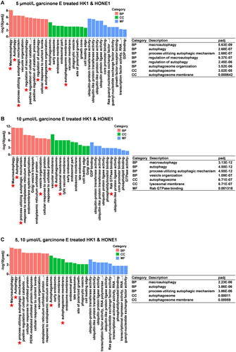 Figure 13. Gene Ontology (GO) analysis of differentially expressed genes in HK1 and HONE1 cells. (A, B & C) The top 10 biological processes (BP), cellular component (CC), and molecular function (MF) of overlapped upregulated genes in each group were enriched.
