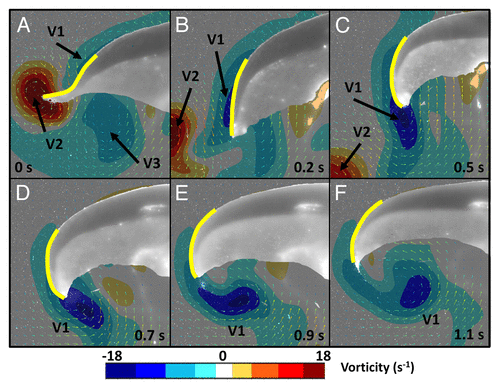 Figure 1. Partial view of a 4 cm jellyfish (Aurelia aurtia) illustrating conformational changes of the bell margin (yellow) and resulting control/enhancement of vortex rings. (A) Early stage of contraction where substantial outward bending occurs and strength of the starting vortex (V2) increases and interacts with the previous swimming cycle’s stopping vortex (V3). The current cycle’s stopping vortex (V1) forms upstream of V2 but has low vorticity. (B) Near the end of the contraction cycle bending is reduced and the stopping vortex (V1) is now positioned near the bell margin. (C) The relaxation phase begins and the bell margin exhibits inward bending which coincides with enhancement of V1 and repositioning at the tip of the bell margin. (D-F) Expansion of the bell continues upwards and outwards as bending becomes reduced. This motion aids in positioning the vortex (V1) under the bell and increasing the vorticity.