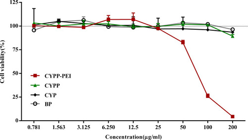 Figure 3 MTT assay results of macrophages after being incubated with different concentration of CYPP-PEI, CYPP, CYP, and BP nanoparticles for 48 h. Data are presented as the mean ± SEM (n = 4).