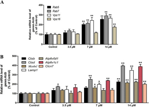 Figure 2. Cd induces the expression of autophagy-related genes and lysosomal biogenesis. MSCs were treated with Cd at various concentrations (0, 3.5, 7, 14 μM) for 24 h. (a) The mRNA levels of autophagy-related genes were determined using RT-PCR. (b) The mRNA levels of lysosomal biogenesis genes were determined using RT-PCR. The results are expressed as the percentage of the control, which was set at 100 %. The values are presented as the means ±SEM, *p < 0.05,**p < 0.01 versus the control group. (n = 3).