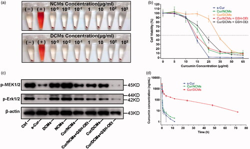 Figure 5. In vitro evaluation of the biocompatibility and anti-proliferation mechanism. (a) Photographs of RBCs after 3 h exposure to NCMs and DCMs at different concentrations (0.001–1000 μg/mL). The presence of red hemoglobin in the supernatant indicates RBCs with membrane damage. (+) in pure water and (–) in saline represent positive control and negative control, respectively. (b) Viability of MC-38 cells after incubation with s-Cur, Cur/NCMs, Cur/DCMs, Cur/NCMs + GSH-OEt, and Cur/DCMs + GSH-OEt for 72 h at various curcumin concentrations. The data are expressed as mean ± SD, n = 3. (c) The expression of p-MEK1/2 and p-Erk1/2 after treatment with s-Cur, DCMs, NCMs, Cur/NCMs, Cur/DCMs, Cur/NCMs + GSH-OEt, and Cur/DCMs + GSH-OEt for 10 h in MC-38 cells. (d) Plasma curcumin concentration–time curves after i.v. administration of s-Cur (dissolved in DMSO), Cur/NCMs, and Cur/DCMs in SD rats with a single dosage of 20 mg/kg.