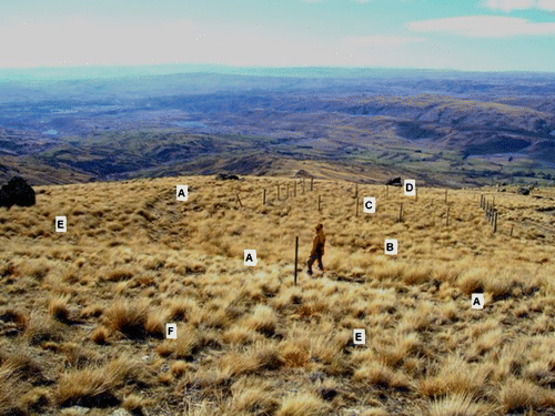 Figure 2  View east in May 2007 across two of the 1220–1230 m plots on the Old Man Range: A–A marks the fire break created in 1961; B is the area protected from burning in 1961 and unburnt since at least 1945; C is the 22×22m exclosure established in 1960 and also unburnt since at least 1945; D is the adjacent 1220 m grazed plot, beyond the exclosure; E is the area burnt in 1961 and again in 1992 (note the sparse snow tussock cover and numerous smaller tussocks of Festuca matthewsii); F is the 1230 m 20×10 m plot in the same area, which is located to the lower left foreground from the corner of the stake next to the person.